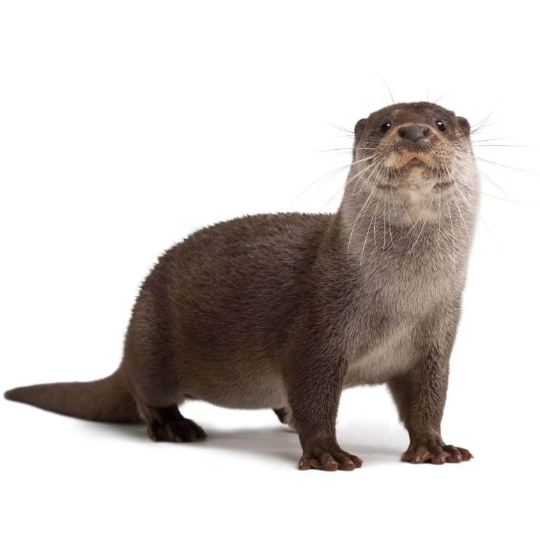 Privacy and data protection